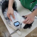 주산암산교육지도사2급 자격대비 과정 | 반려동물행동지도사 국가자격증 최종 합격 후기｜필기·실기 준비 과정부터 시험 당일 현장 후기까지