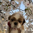 샤방하개 이미지