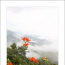 산유화 이미지