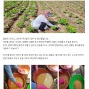 꽃피는 봄에 찾아온 맛있는 미숫가루 판매합니다! 이미지