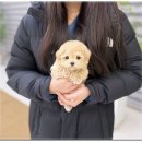 불당4로 | 천안강아지분양 아이러브독 생생후기