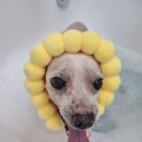 딩동 펫 살롱 이미지