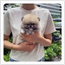 퍼피로그 강아지분양 창원점 이미지