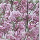 분홍수양겹벚꽃 공구 여쭈어봅니다-마감합니다. 이미지