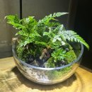 아쿠아플랜트디자인 | [포항 테라리움] 아쿠아 플랜트 디자인 - 원데이 클래스 (포항 데이트 코스)