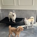 놀러오개 애견유치원 애견호텔 안양점 이미지
