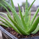 알로에(ALOE)