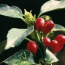 조경기능사(실기) 이미지