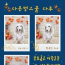 다온멍스쿨 이미지