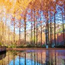 장태산자연휴양림 이미지