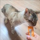 펫돌봄(돌봄컴퍼니) | **소심한 고양이, 분리불안 케어 왜 방문 돌봄이 더 적합할까**실재방문돌봄사례
