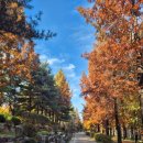 공암나루근린공원 | 가을 단풍길 가양 공암나루근린공원 가을 산책🍂🍂🍂