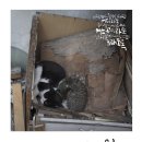 진북문화의집/길고양이 사진전 '너는나다'_김하연 사진작가