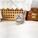 고강동 12 | 고강동고양이분양 브리티쉬숏헤어 상담 후기