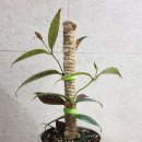 콜드라이 이미지