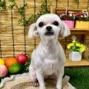 이쁘개귀엽개 이미지