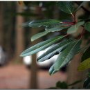 와흘본향당 이미지