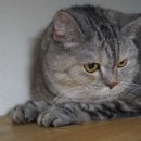 우다닥고양이호텔 이미지