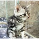 네코스토리(인천 청라점) 강아지 고양이 무료 보호 무료 입양 | 서울고양이분양 진실한 인연