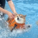 여름소풍 | [판교애견유치원]플러스하트 여름소풍 현장 후기!