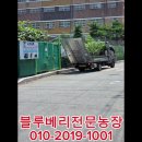 블루베리 묘목배달🫐 이미지