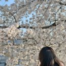 김천문화회관 (옥외1) | [벚꽃명소] 🌸경북 김천 데이트코스_김천 연화지, 주차이용