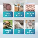 끌리개 이미지
