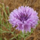 자전거도로 옆 이미지