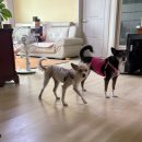 펫츠까까 이미지