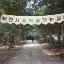 동백1로38번길 | 다시 찾은 강진 백련사 동백나무 숲 가는 길