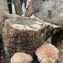 반석농장(2) 이미지