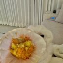 반려동물 간식 | 고봉베이크 군산 반려동물 수제간식 내돈내산 후기