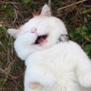 순우