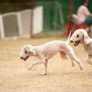 오마이독 이미지