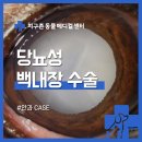 뉴광명동물메디컬센터 | 철산·광명 안과 동물병원 | 노령견 말티즈 당뇨성...후 실명 회복 사례 [24시 지구촌 동물 메디컬센터]