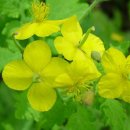 애기똥풀 이미지