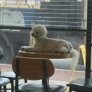 채원 | 진주 평거동미용실 감동헤어 히피펌 후기 채원실장님 만족✨