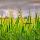 보리약국 이미지