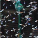 피쉬갤러리 천안점 이미지