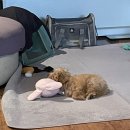 도그맘애견 | [동안구 애견미용] 헬로도그맘 ㅣ 내돈내산 말티푸 4개월 배냇미용