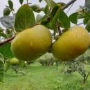 현화농장 이미지