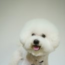 숑숑펫살롱 이미지