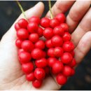 서명보효자각 이미지