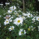 쑥부쟁이 이미지