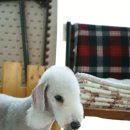 쿨 애견미용 이미지