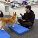 아이캔독 이미지