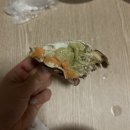 대전마을남자경로당 | 안면도 수산시장 "병모수산" 내돈내산! 5만원으로 갑오징어+꽃게 사서 3끼 해결한 자취생🦀