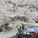 천복집흑염소 신현점 네이버블로그