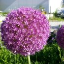 양안농장 이미지