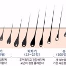 러버블라운지(LOVABLE LOUNGE) | 부천속눈썹 빠진털이 안자라요ㅜㅜ 주기와 성장속도(Lovable Lounge-러버블라운지)